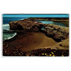 Natural Bridges State Park Santa Cruz CA 1958 Chrome Postcard SC-140
